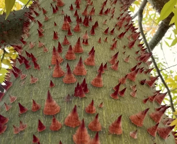 Obras ganadoras del Concurso Provincial de Fotografía «Retratos de un árbol»