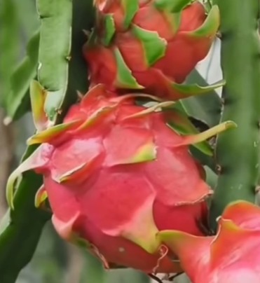 Orán produce: descubriendo sabores