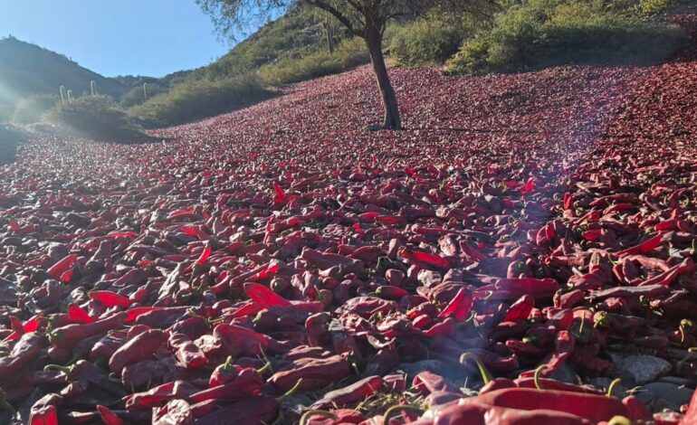 Empezó uno de los momentos mas esperados del año: el Sol y la Tierra hacen lo suyo en Cachi