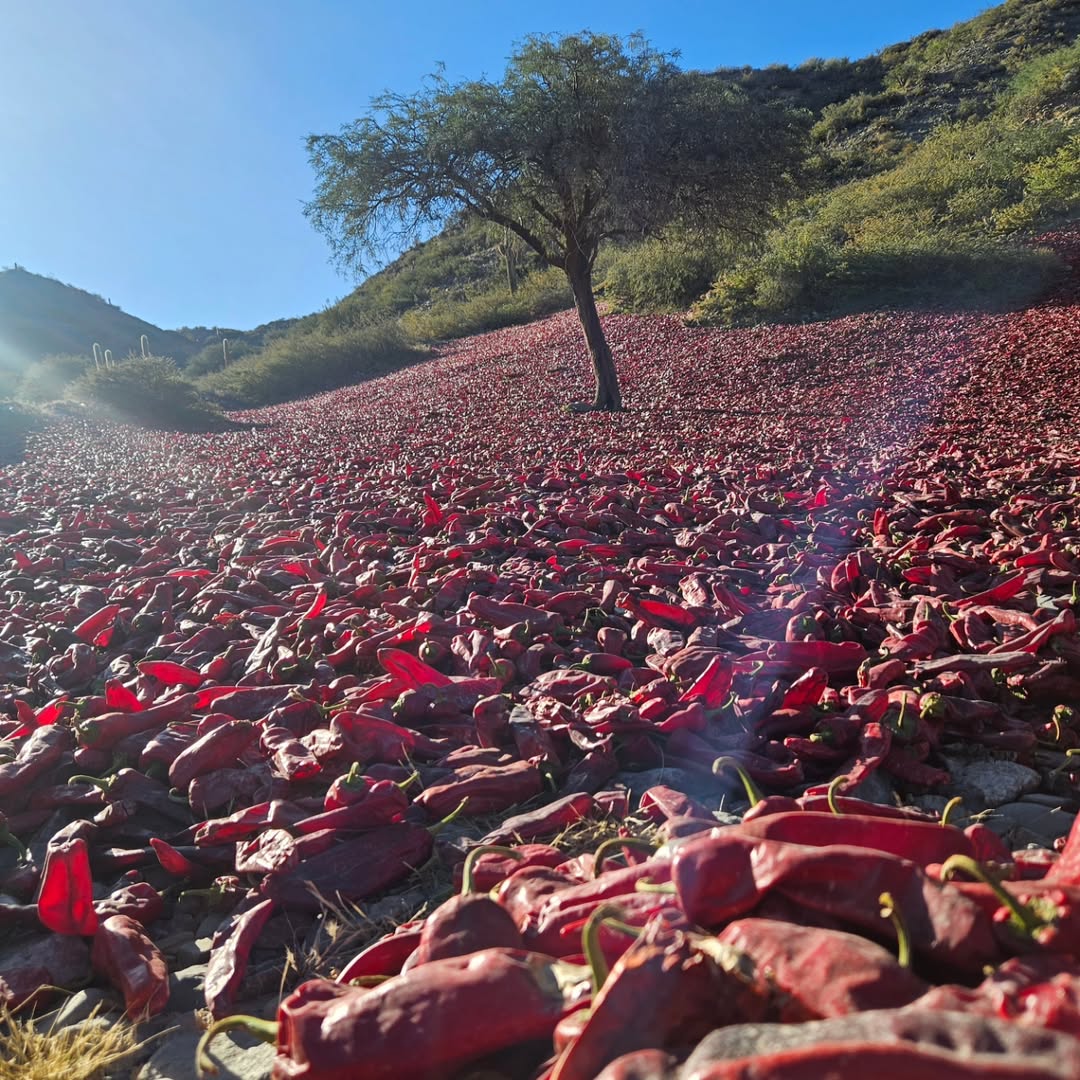 Empezó uno de los momentos mas esperados del año: el Sol y la Tierra hacen lo suyo en Cachi