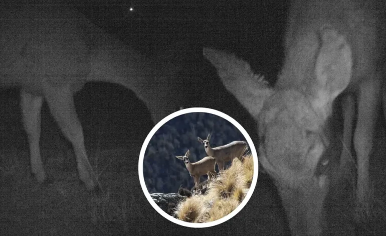 Registran por primera vez la presencia de la Taruca en el Parque Nacional Los Cardones