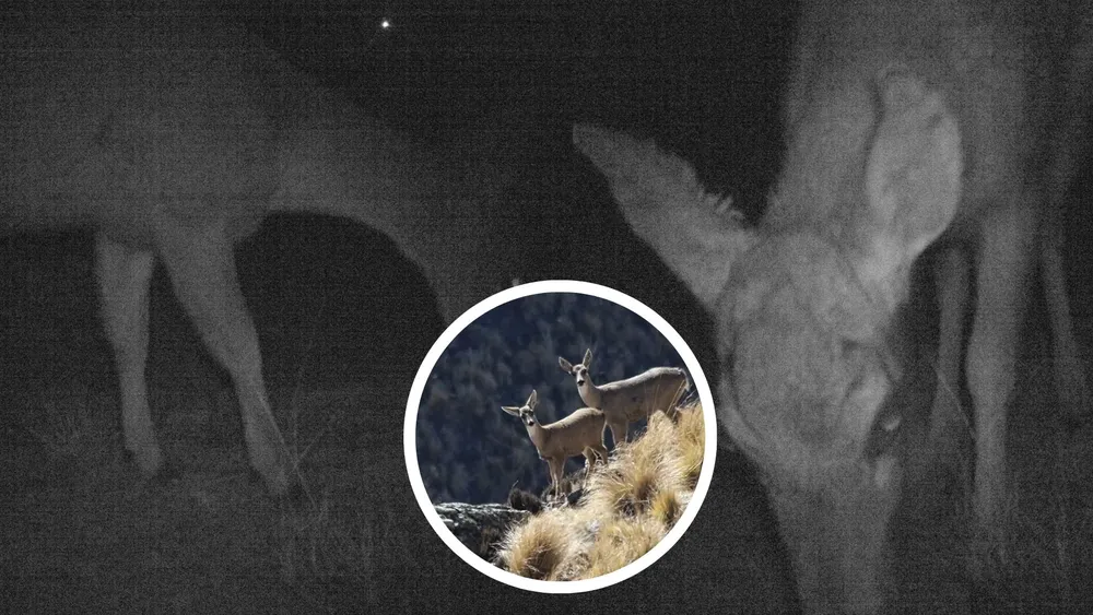 Registran por primera vez la presencia de la Taruca en el Parque Nacional Los Cardones